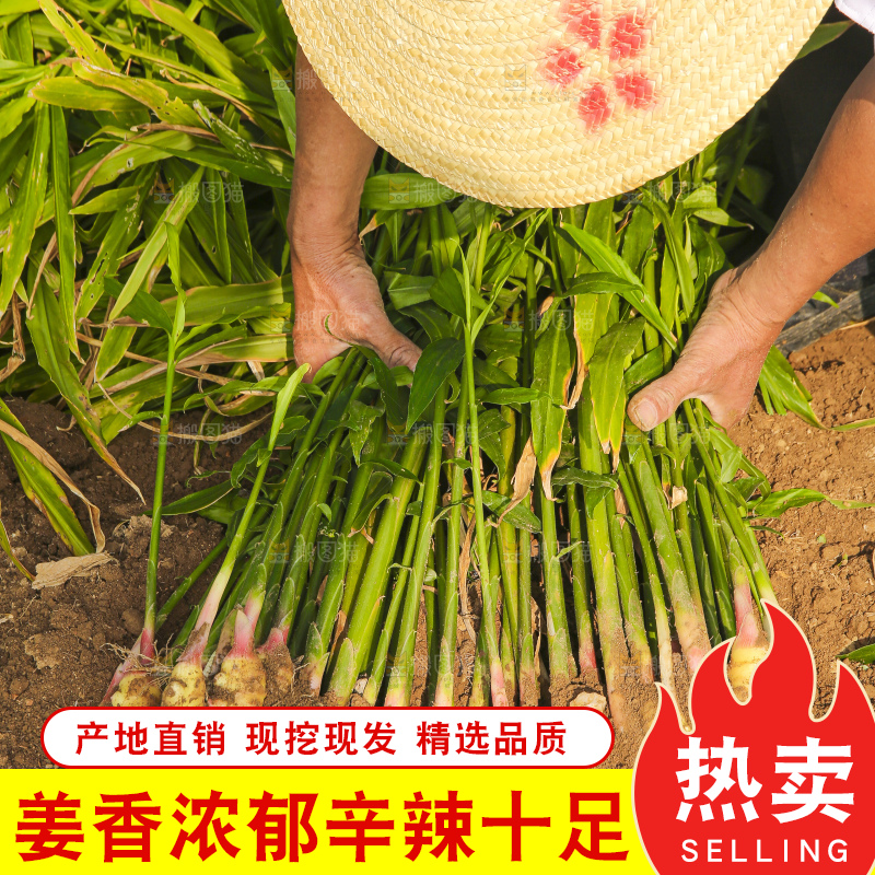 手里拿着新鲜小黄姜