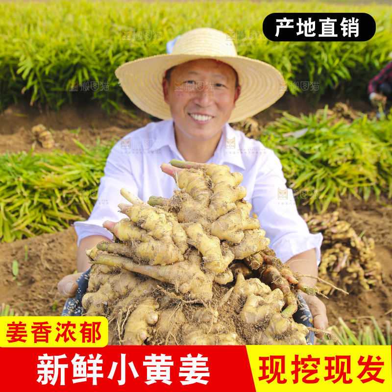 手里拿着新鲜小黄姜