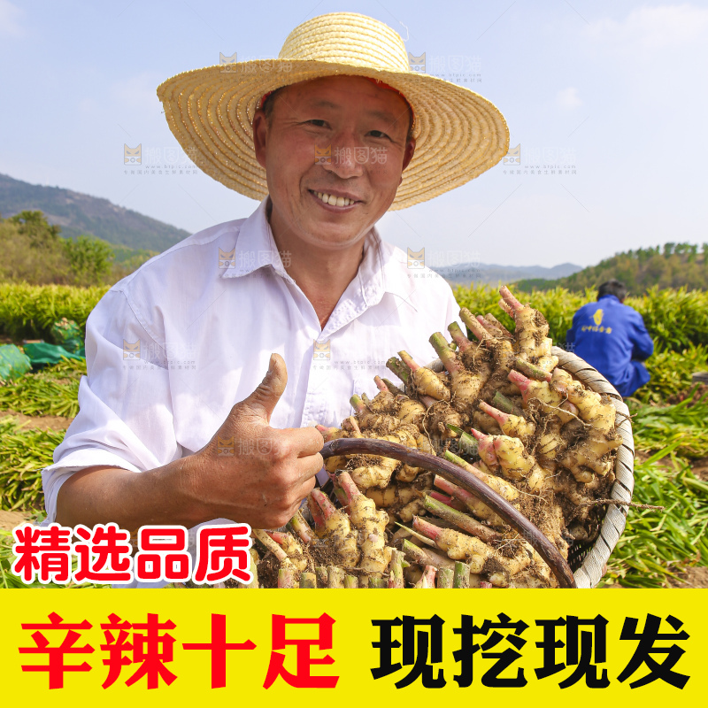 手里拿着新鲜小黄姜