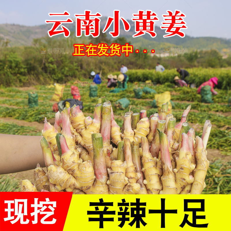 手里拿着新鲜小黄姜