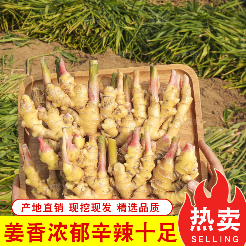 手里拿着新鲜小黄姜