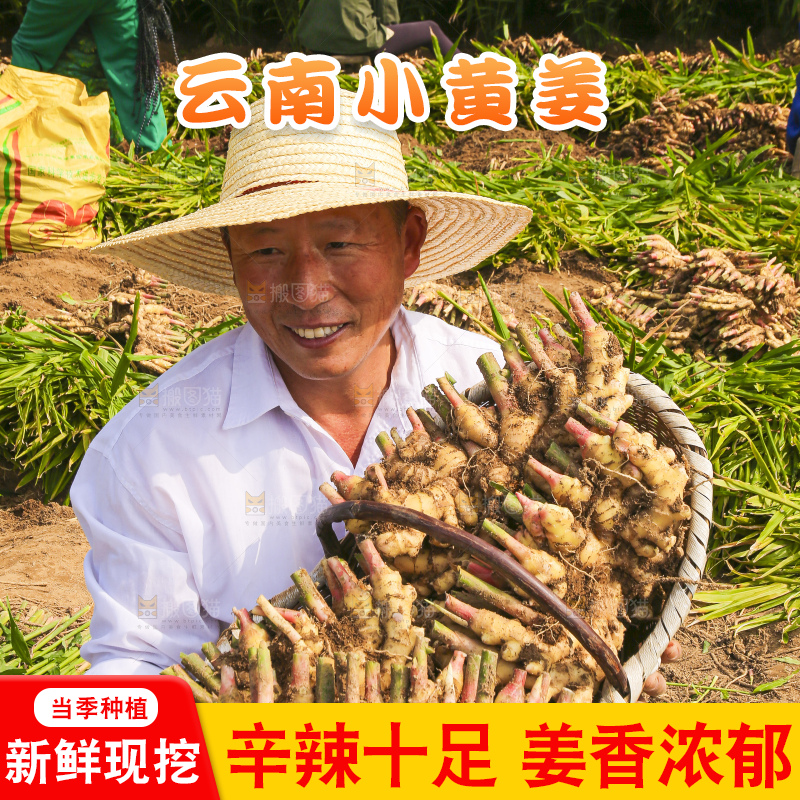 手里拿着新鲜小黄姜