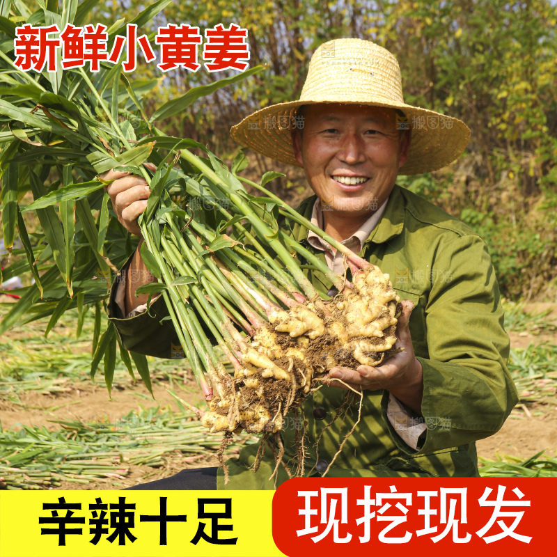 手里拿着新鲜小黄姜