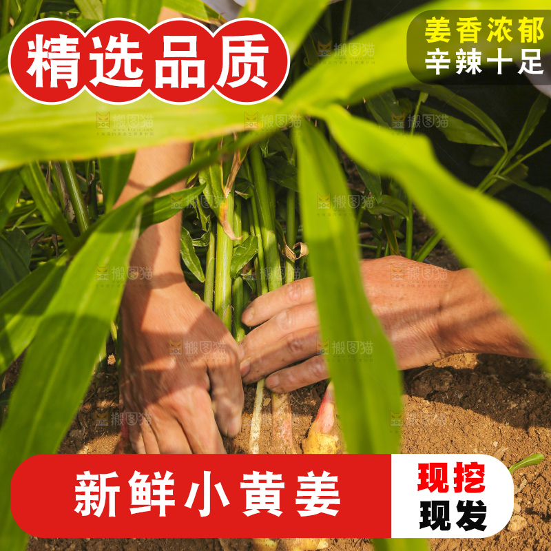 手里拿着新鲜小黄姜