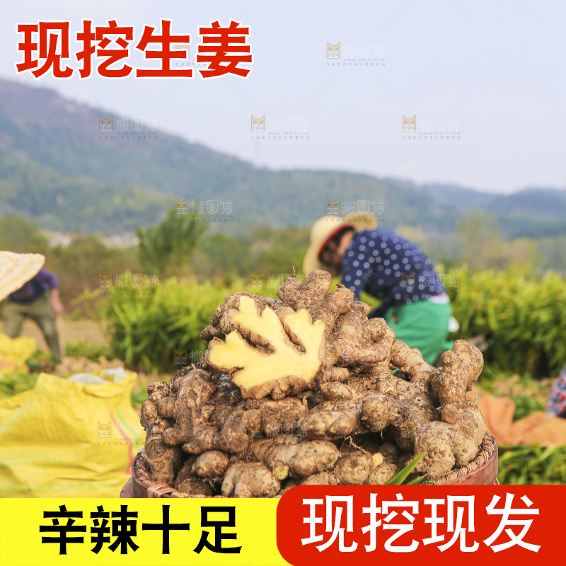 手里拿着新鲜生姜
