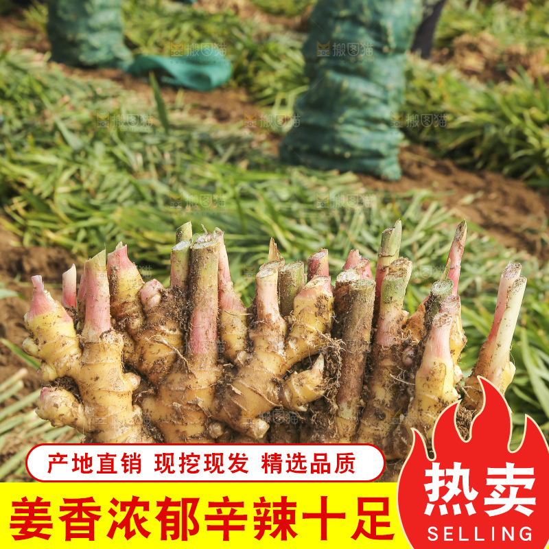 手里拿着新鲜小黄姜