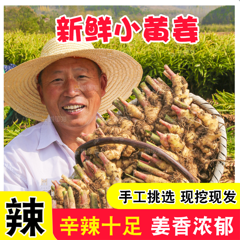 手里拿着新鲜小黄姜