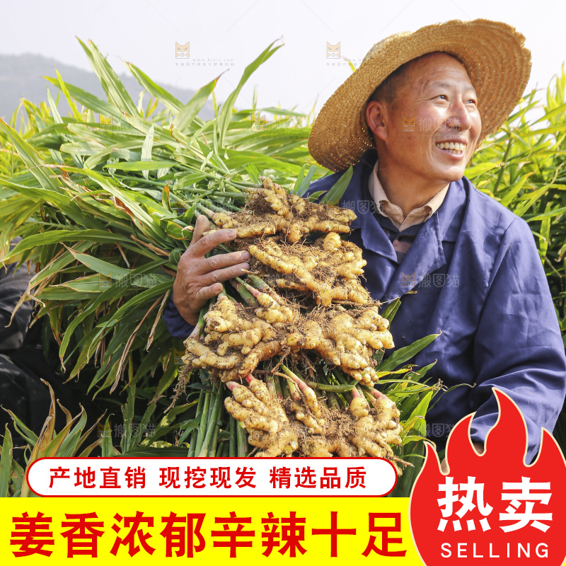 手里拿着新鲜小黄姜