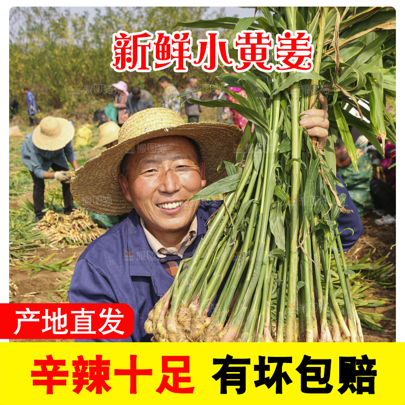 手里拿着新鲜小黄姜