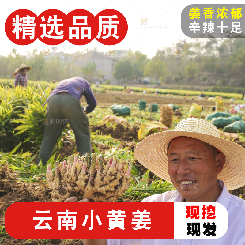 手里拿着新鲜小黄姜