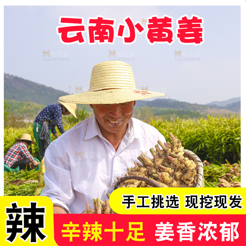 手里拿着新鲜小黄姜