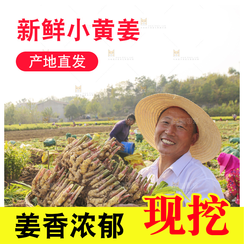 手里拿着新鲜小黄姜