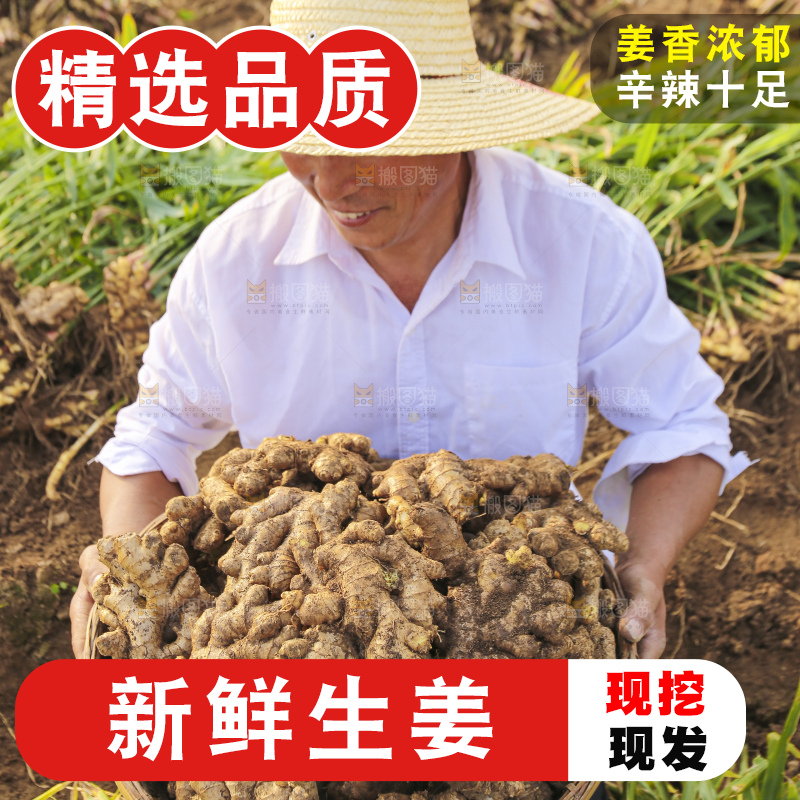 手里拿着新鲜生姜