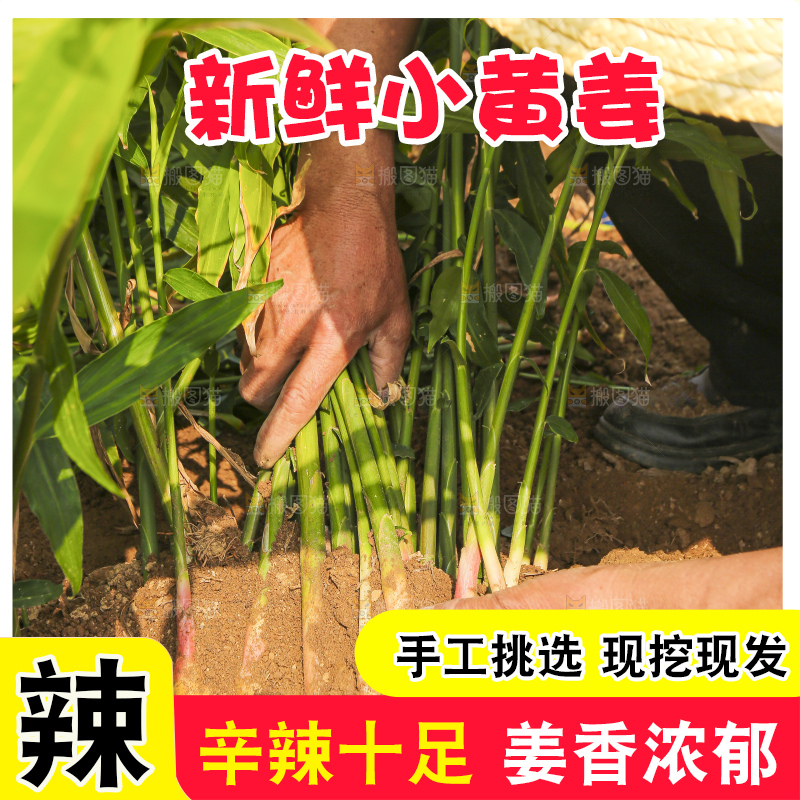 手里拿着新鲜小黄姜