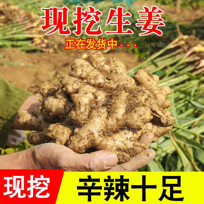 手里拿着新鲜生姜