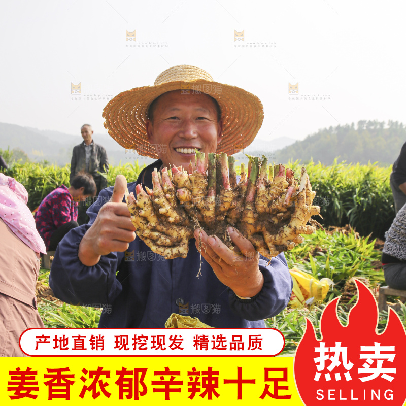 手里拿着新鲜小黄姜
