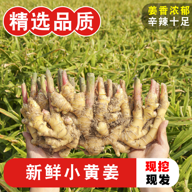 手里拿着新鲜小黄姜