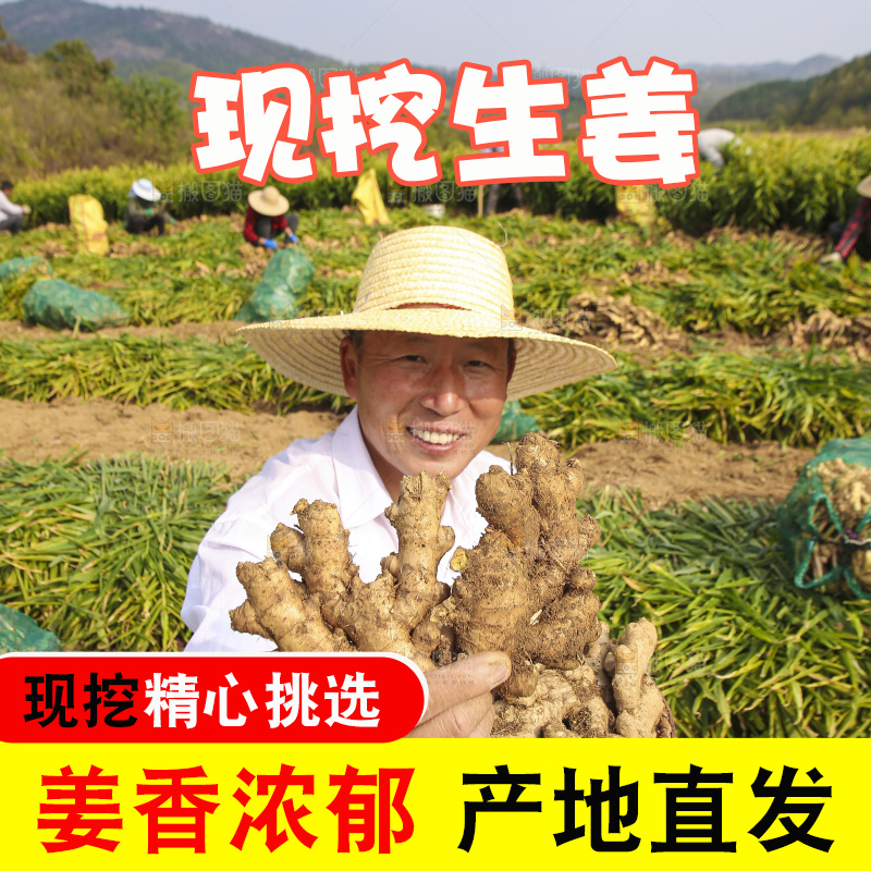 手里拿着新鲜生姜
