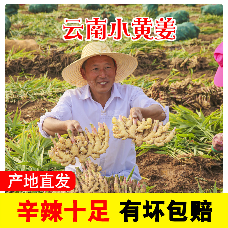 手里拿着新鲜小黄姜