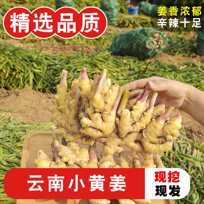 手里拿着新鲜小黄姜