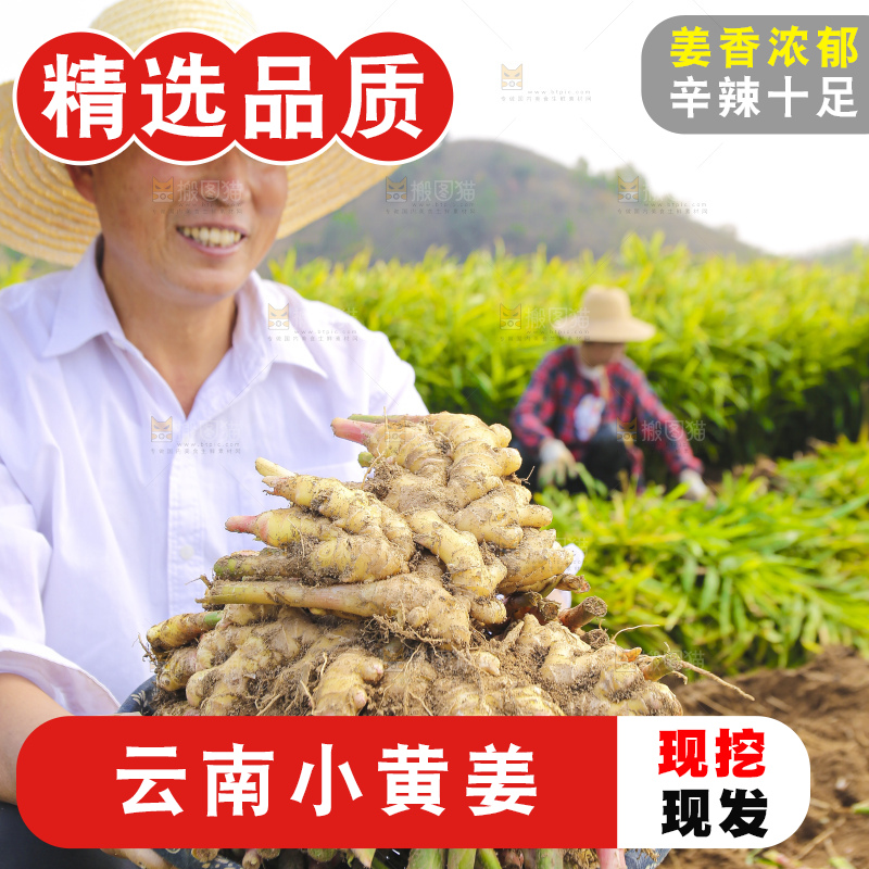 手里拿着新鲜小黄姜