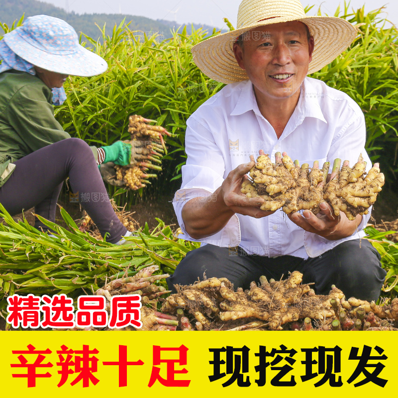 手里拿着新鲜小黄姜