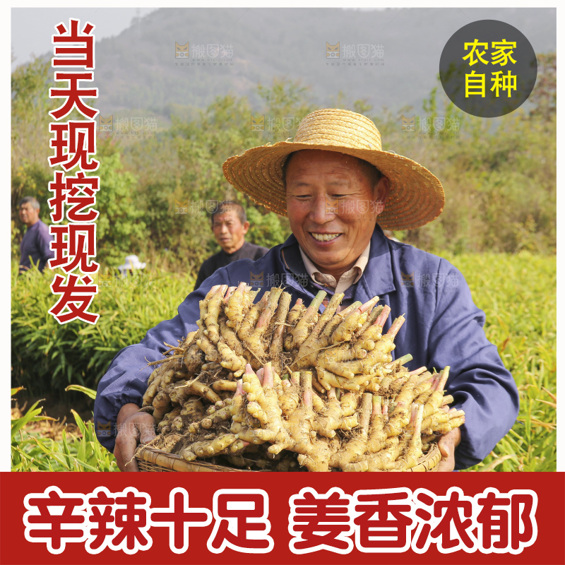 手里拿着新鲜小黄姜