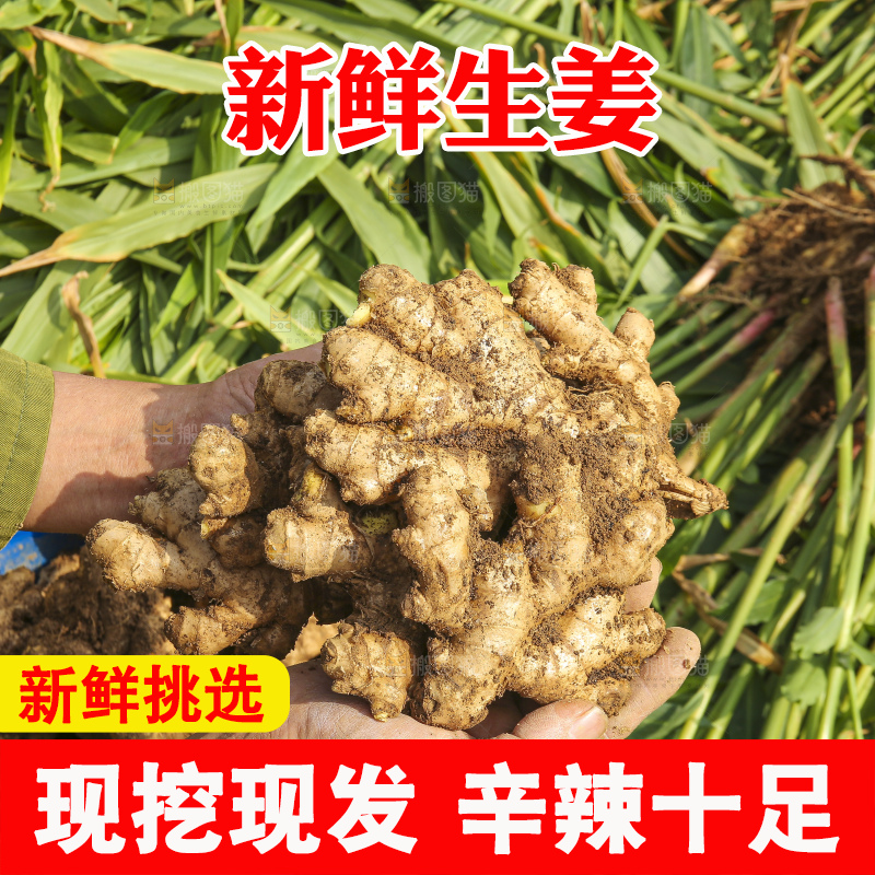 手里拿着新鲜生姜