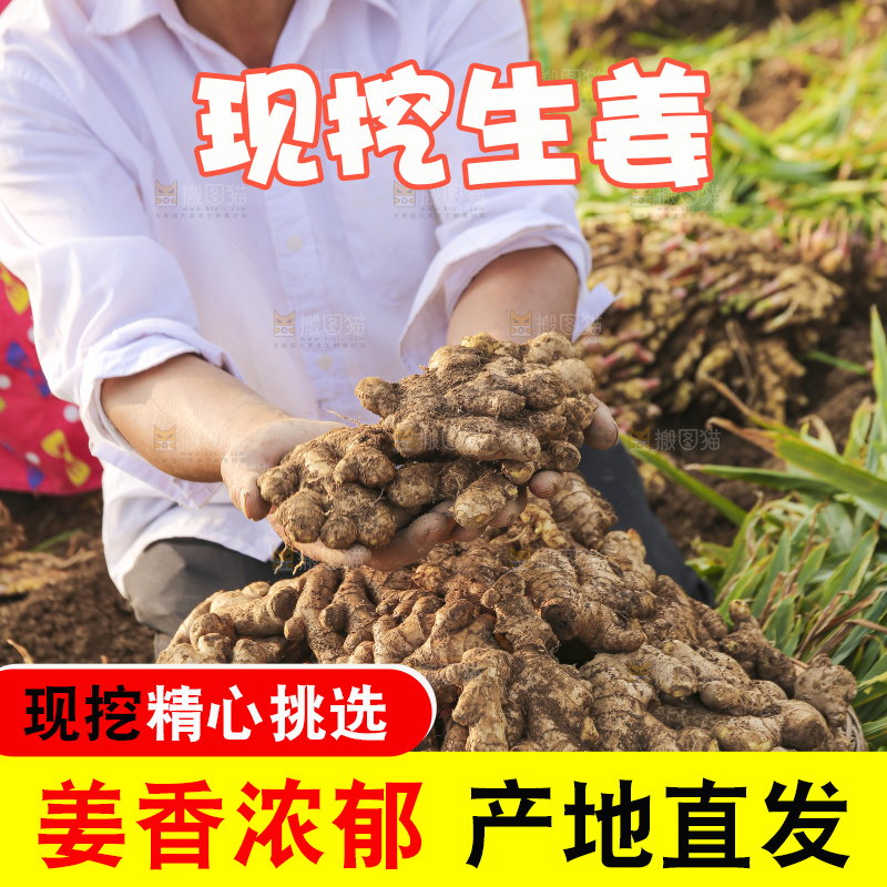 手里拿着新鲜生姜