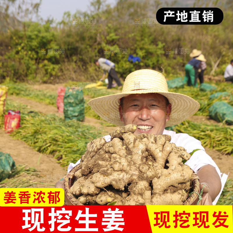 手里拿着新鲜生姜