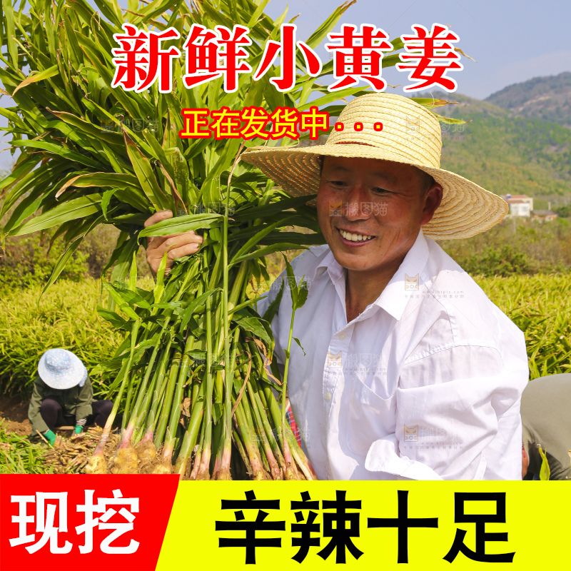 手里拿着新鲜小黄姜
