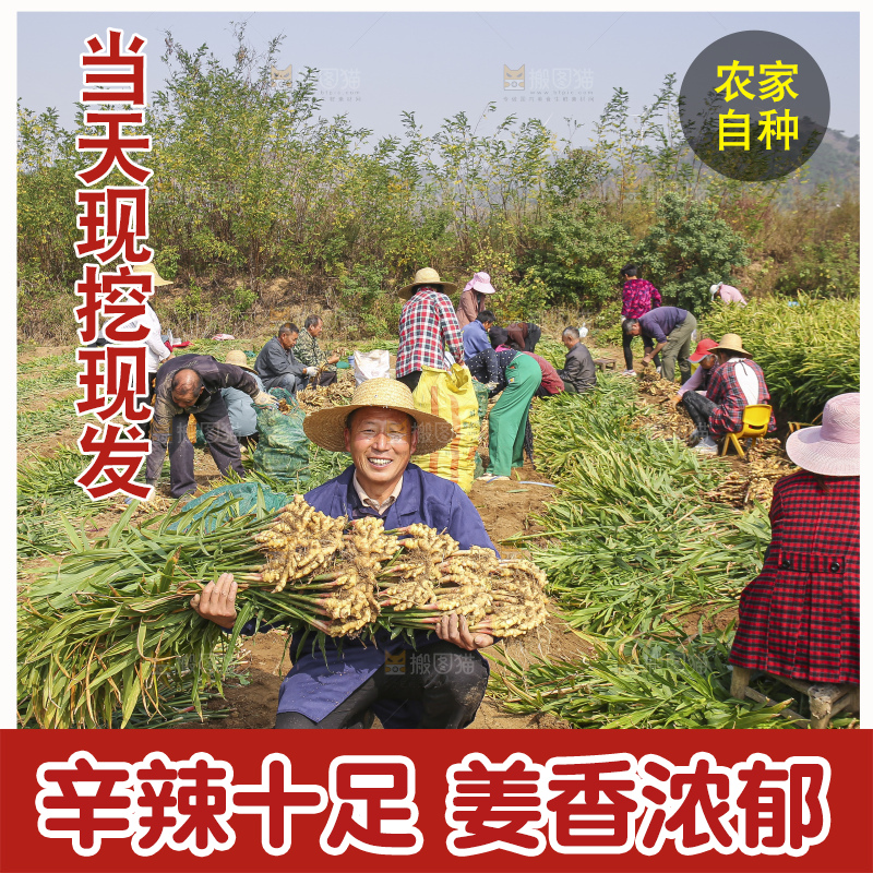 手里拿着新鲜小黄姜