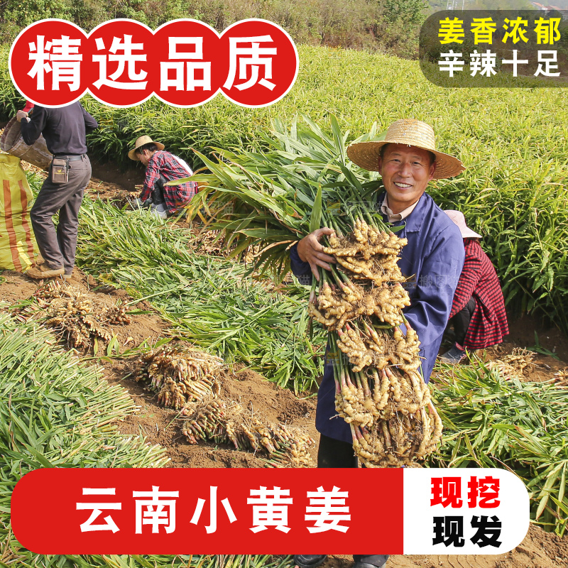 手里拿着新鲜小黄姜