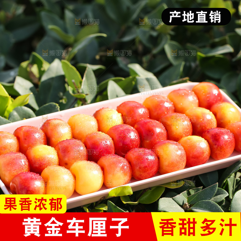 浅底上的黄金车厘子