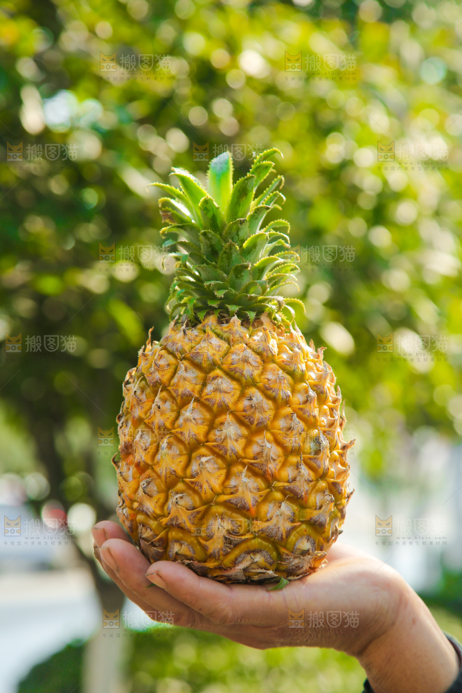 手里拿着徐闻菠萝