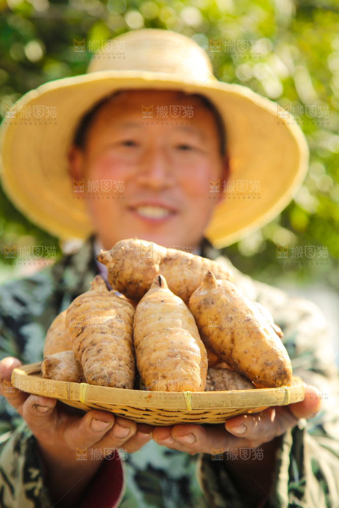 手里拿着新鲜天麻