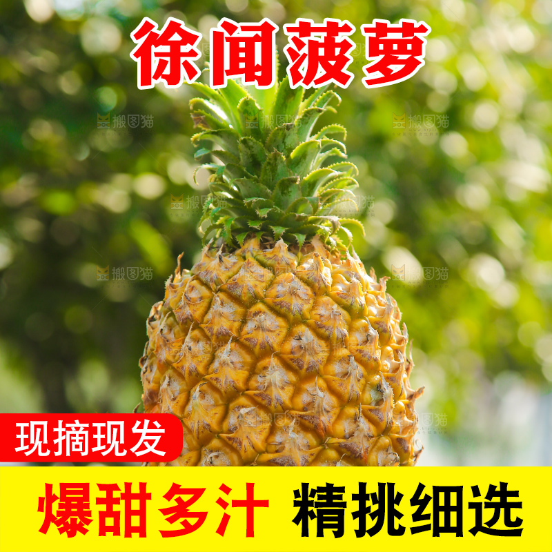 手里拿着徐闻菠萝