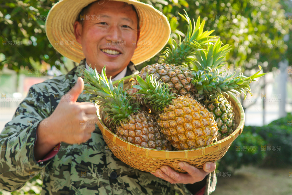手里拿着徐闻菠萝