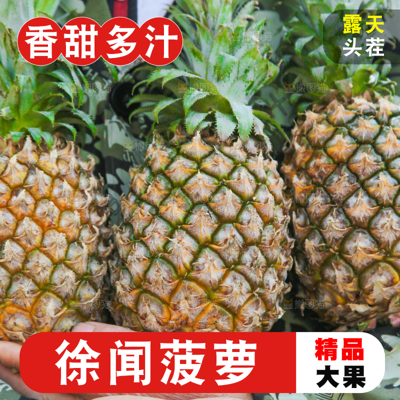 手里拿着徐闻菠萝