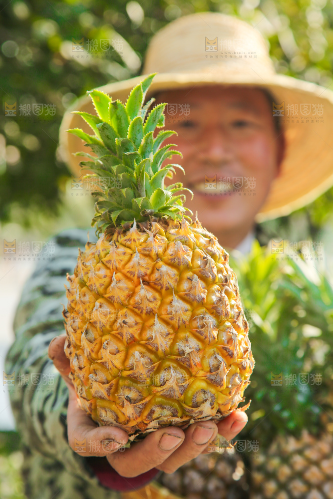 手里拿着徐闻菠萝