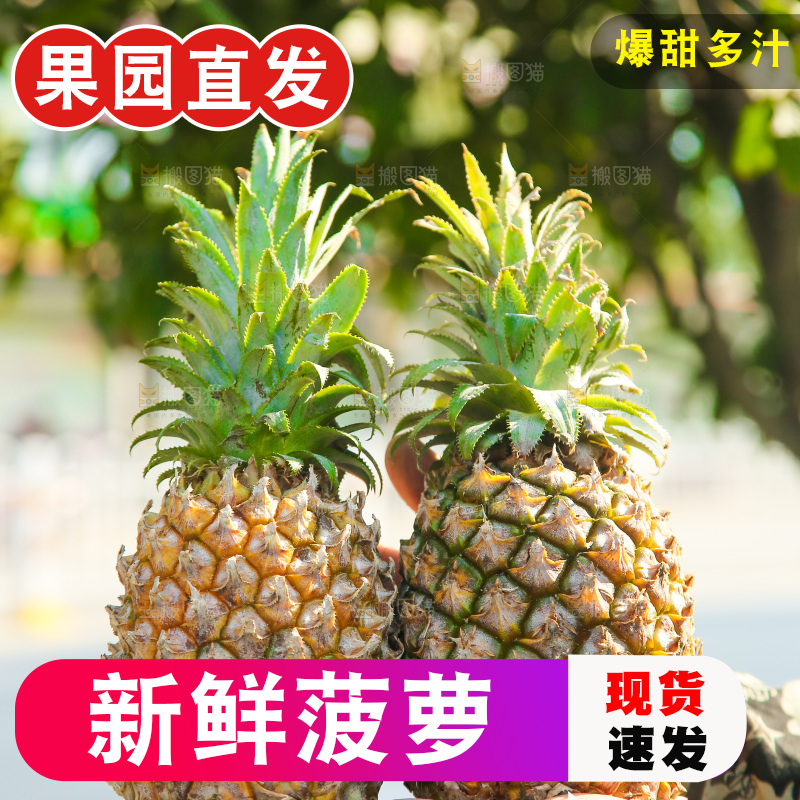 手里拿着徐闻菠萝