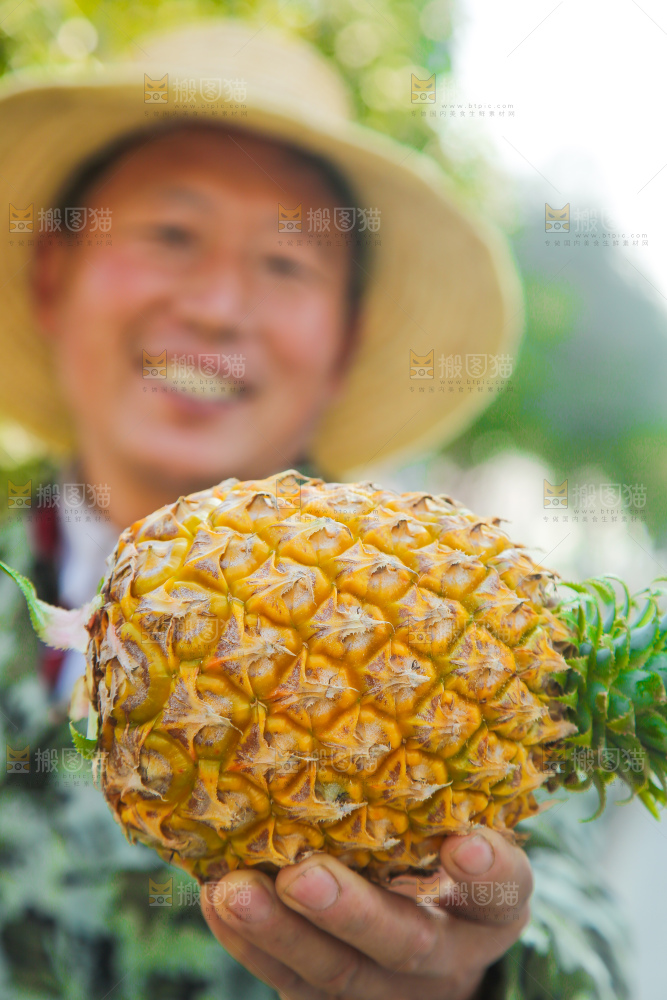 手里拿着徐闻菠萝