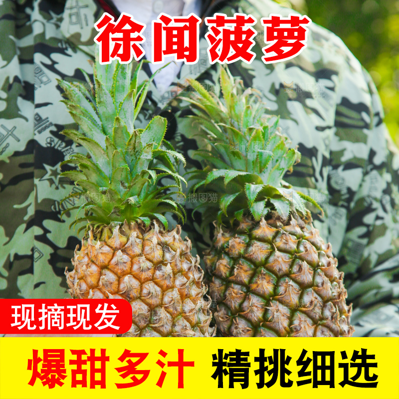 手里拿着徐闻菠萝