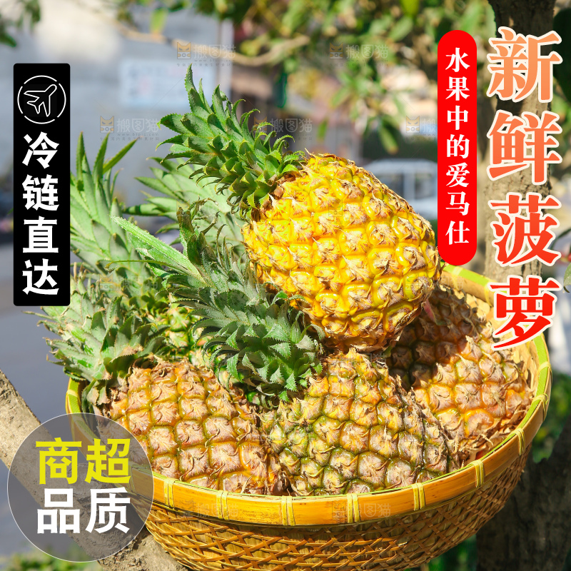 手里拿着徐闻菠萝