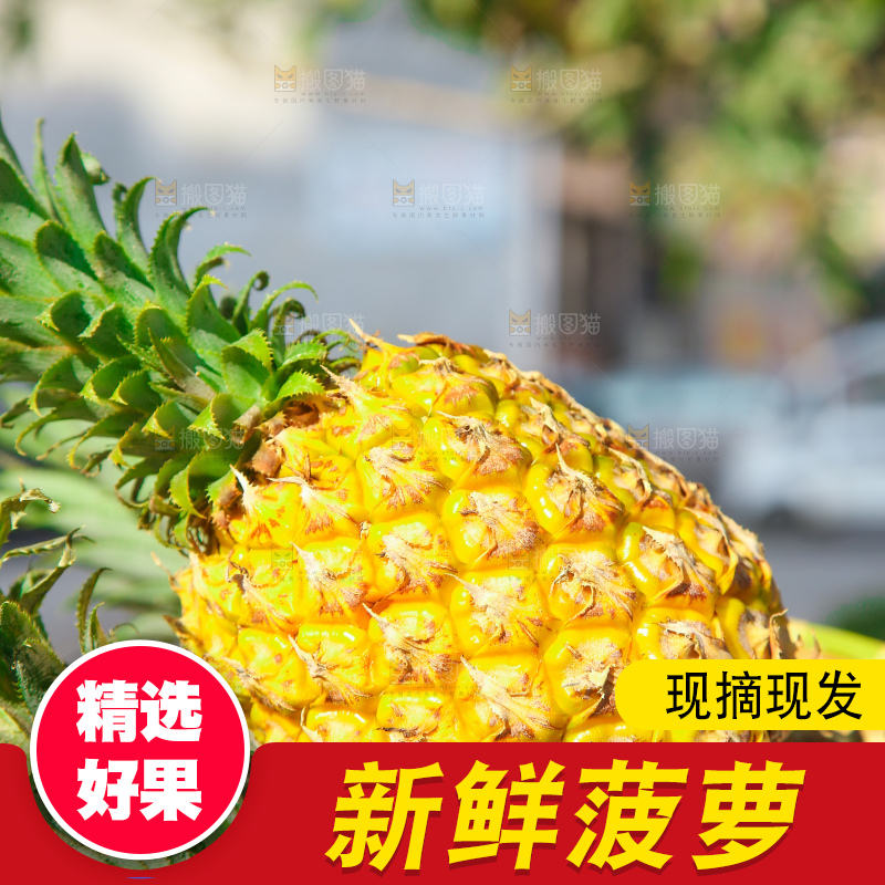 手里拿着徐闻菠萝
