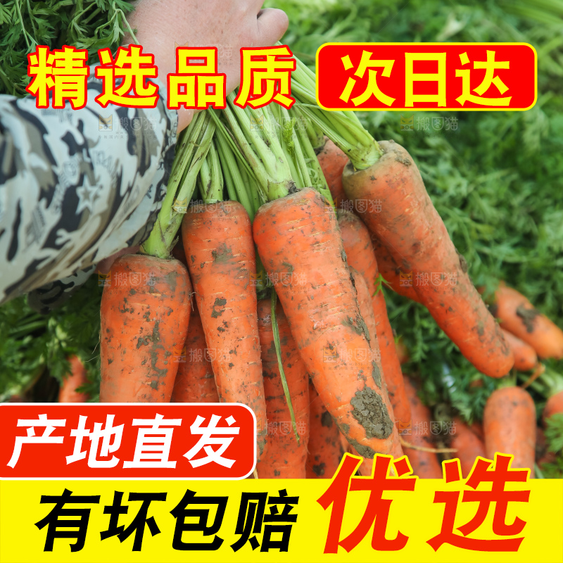 地里的现挖胡萝卜