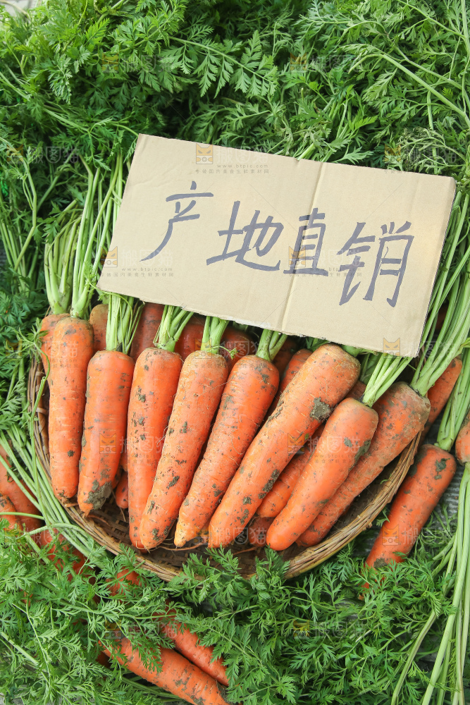 地里的现挖胡萝卜