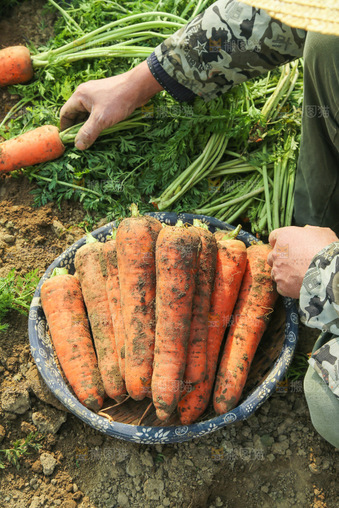 地里的现挖胡萝卜