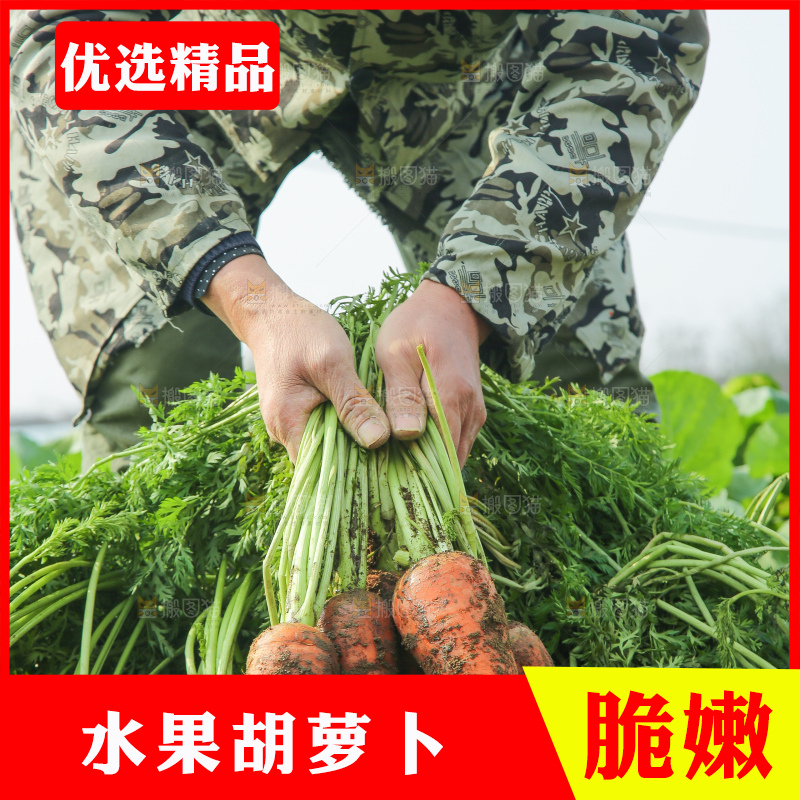 地里的现挖胡萝卜