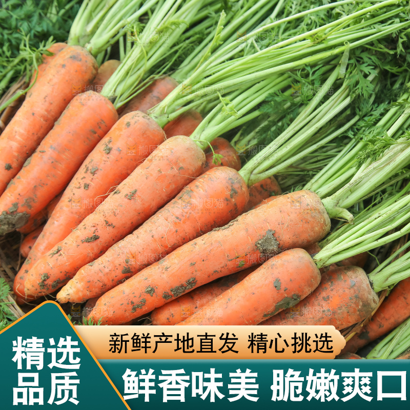 地里的现挖胡萝卜